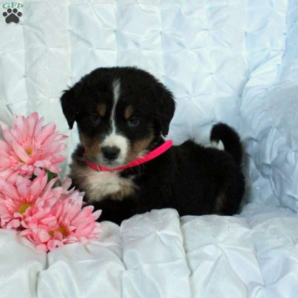 Lucy, Bernese Mountain Dog Puppy
