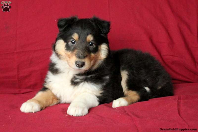 Lucy - Collie Puppy For Sale in Pennsylvania