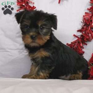 Mable, Yorkie Puppy