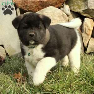 Akita Puppies for Sale | Greenfield Puppies