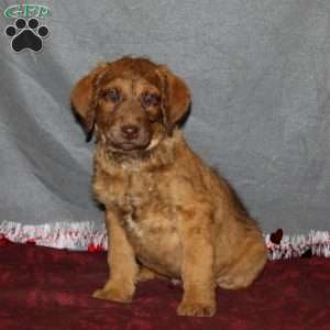 Chesa-Poo Puppies for Sale | Greenfield Puppies