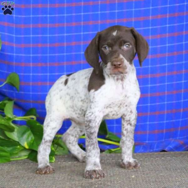Mary, German Shorthaired Pointer Puppy
