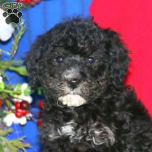 Mason, Miniature Poodle Puppy