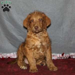 Chesa-Poo Puppies for Sale | Greenfield Puppies