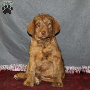 Chesa-Poo Puppies for Sale | Greenfield Puppies