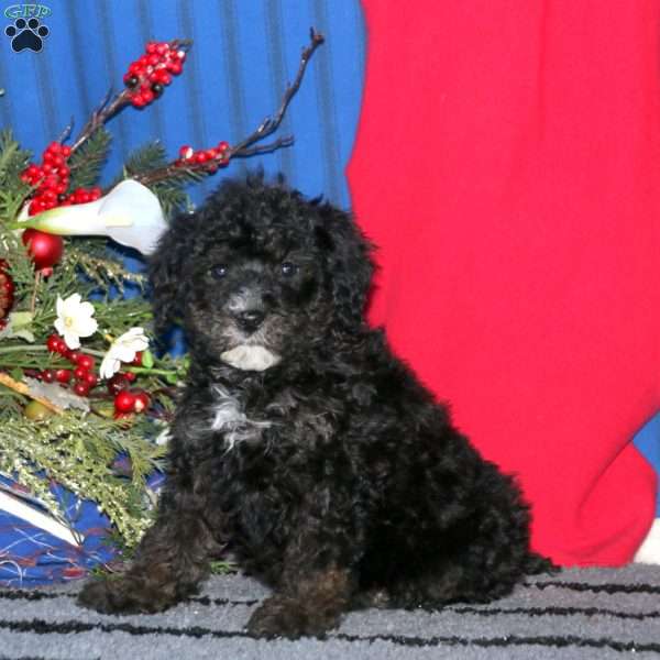 Mike, Miniature Poodle Puppy