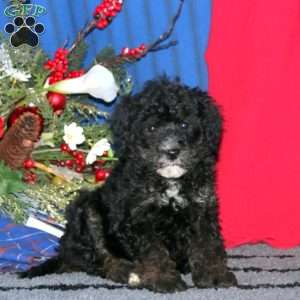 Mike, Miniature Poodle Puppy