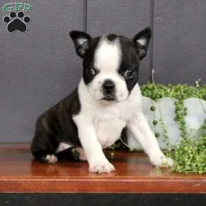 Boston Terrier Puppies For Sale - Greenfield Puppies