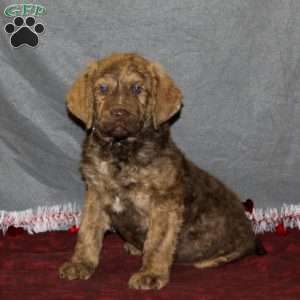 Chesa-Poo Puppies for Sale | Greenfield Puppies