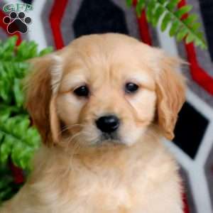 Mindy, Miniature Golden Retriever Puppy