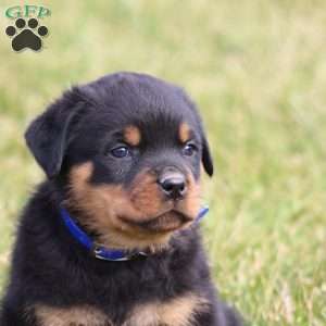 a Rottweiler puppy named Deisel