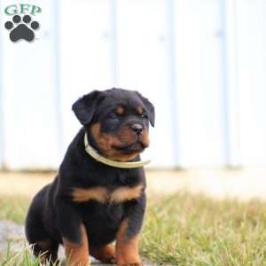 a Rottweiler puppy named Twix