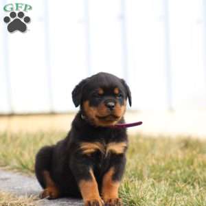 a Rottweiler puppy named Trixy