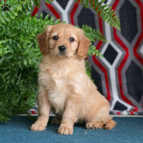 Mitzy, Miniature Golden Retriever Puppy