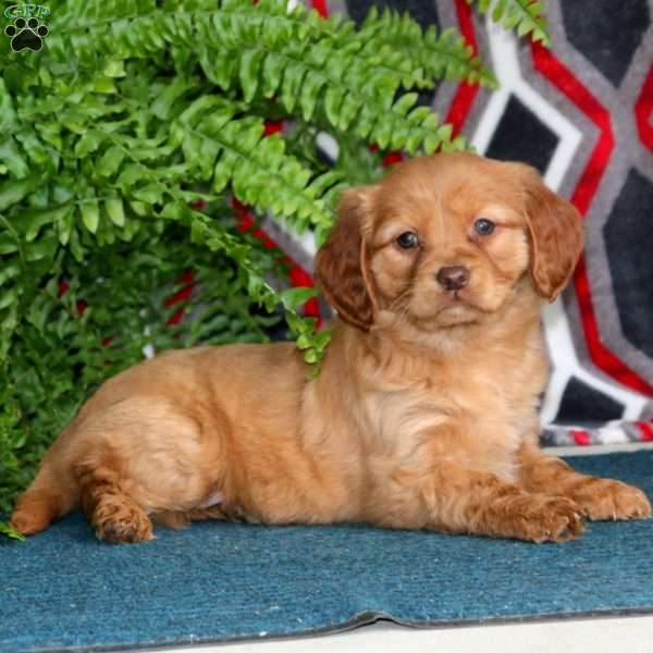 Molly, Miniature Golden Retriever Puppy