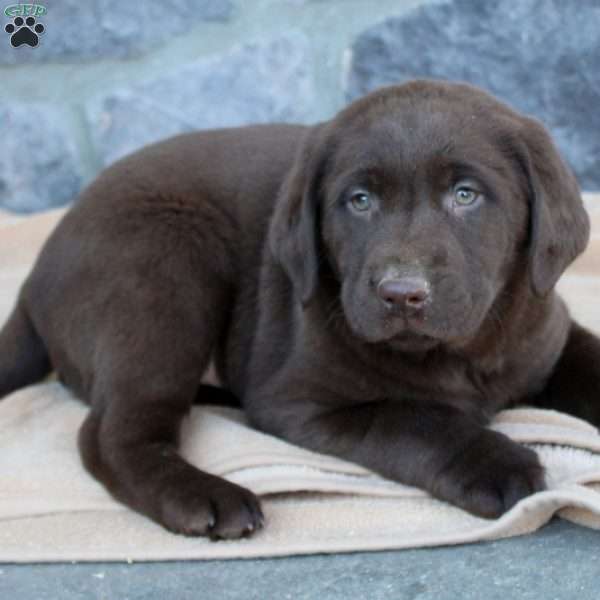 Moose, Chocolate Labrador Retriever Puppy