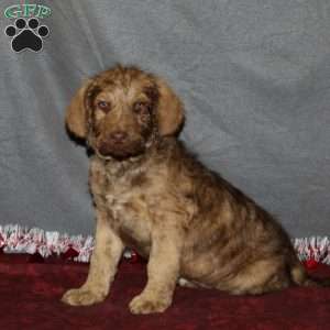 Chesa-Poo Puppies for Sale | Greenfield Puppies
