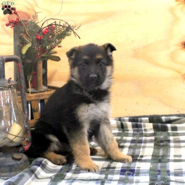 Nina, German Shepherd Puppy