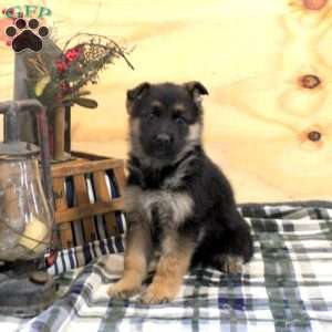 Nina, German Shepherd Puppy