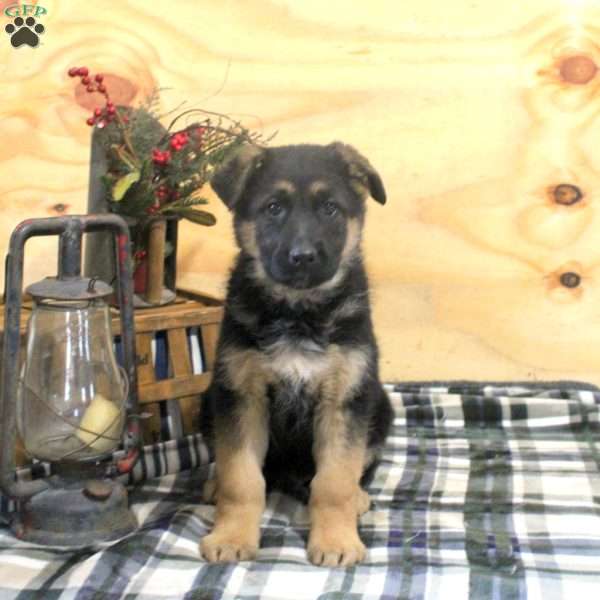 Noah, German Shepherd Puppy