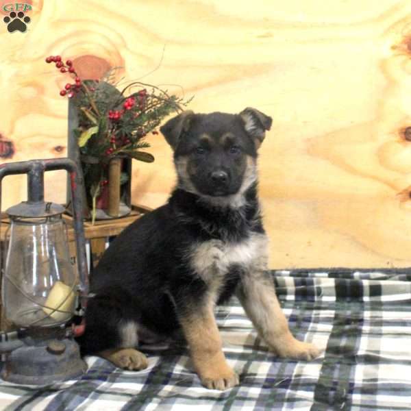 Nolan, German Shepherd Puppy