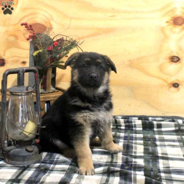 Nora, German Shepherd Puppy