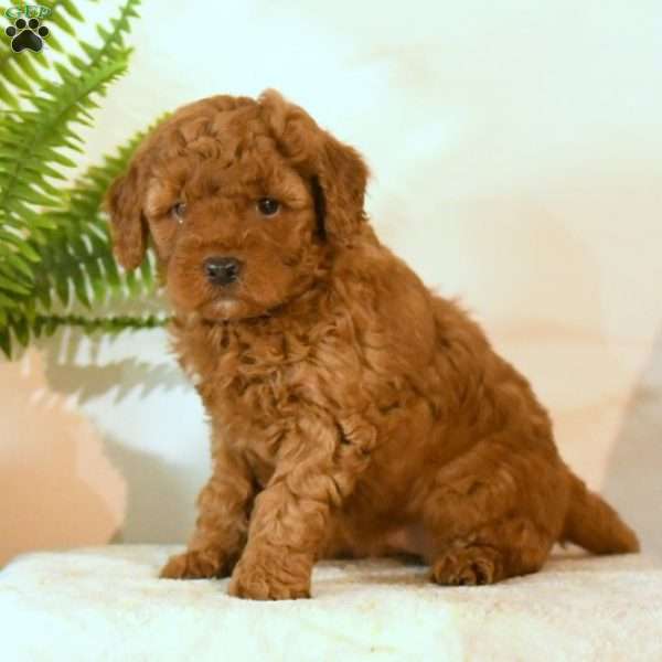Odette, Mini Goldendoodle Puppy