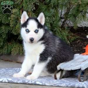 Odette, Siberian Husky Puppy