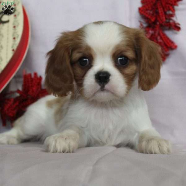 Olive, Cavalier King Charles Spaniel Puppy