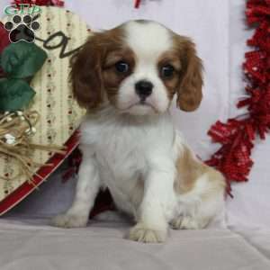 Olive, Cavalier King Charles Spaniel Puppy