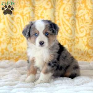 mini australian shepherd greenfield puppies