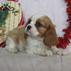 Ollie, Cavalier King Charles Spaniel Puppy