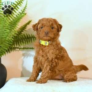 Ophelia, Mini Goldendoodle Puppy