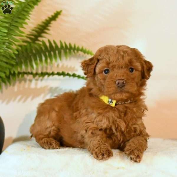 Ophelia, Mini Goldendoodle Puppy