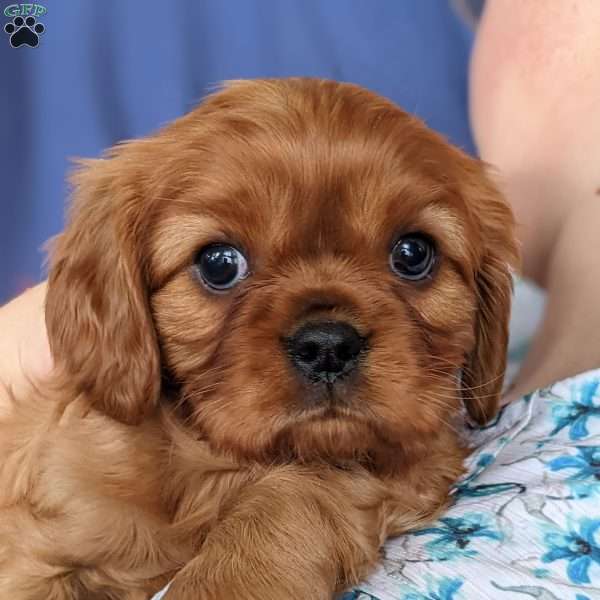 Pansy, Cavalier King Charles Spaniel Puppy