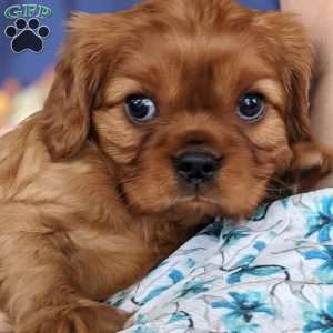 Pansy, Cavalier King Charles Spaniel Puppy
