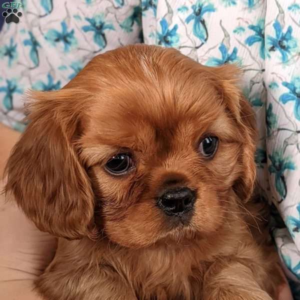 Willow, Cavalier King Charles Spaniel Puppy