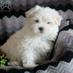 Maltese Puppies For Sale 