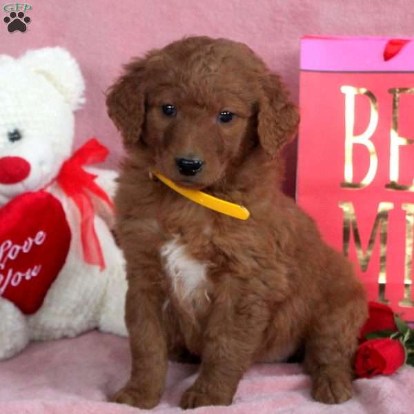Pansy, Goldendoodle Puppy