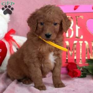 Pansy, Goldendoodle Puppy