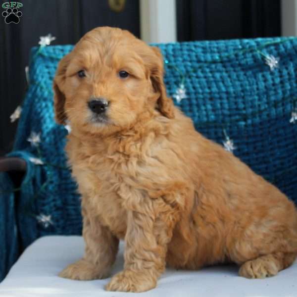 Phoenix, Mini Goldendoodle Puppy