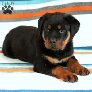 a Rottweiler puppy named Piper