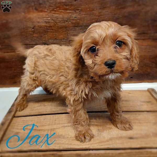 Jax, Cavapoo Puppy