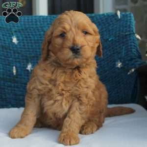 Polo, Mini Goldendoodle Puppy