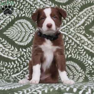 Border Collie Puppies For Sale - Greenfield Puppies