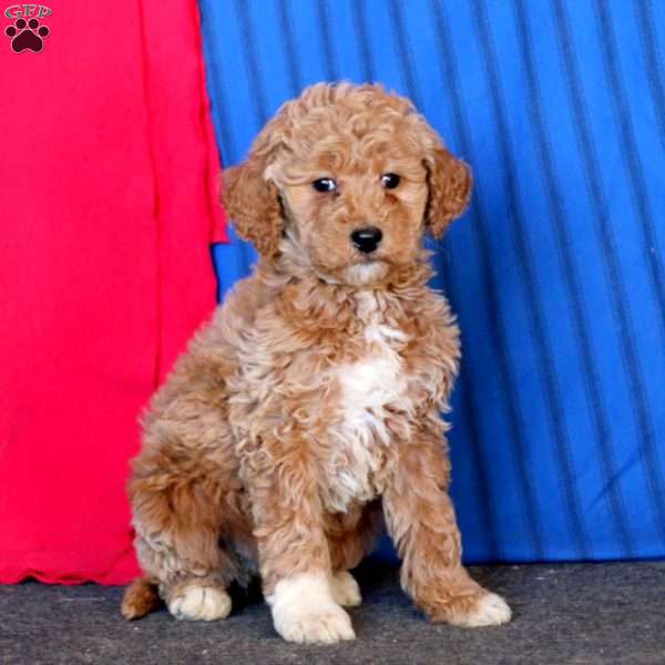 Rayna, Goldendoodle Puppy