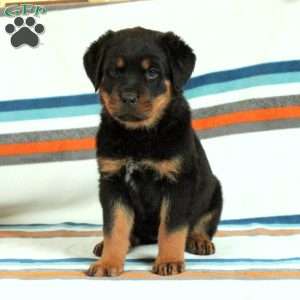 a Rottweiler puppy named Remy