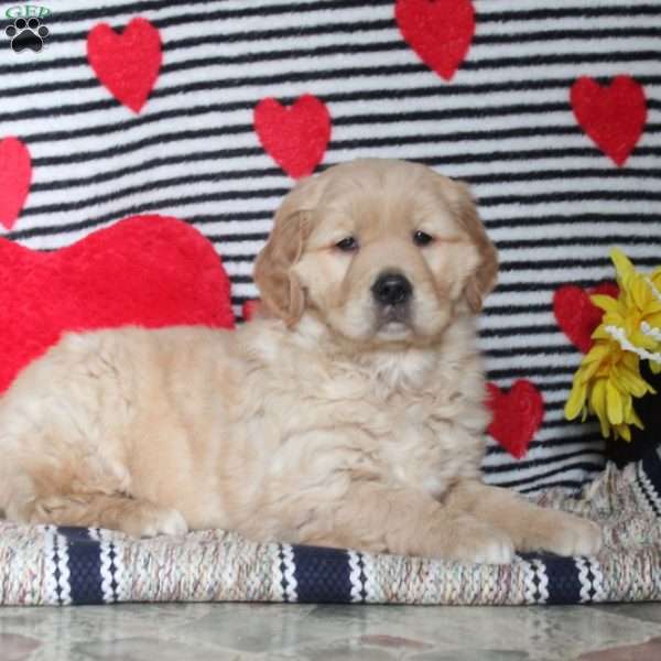 Riley, Golden Retriever Puppy
