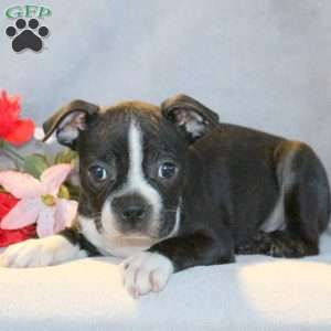 Boston Terrier Puppies For Sale - Greenfield Puppies