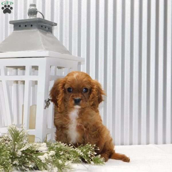 Ronnie, Cavalier King Charles Spaniel Puppy
